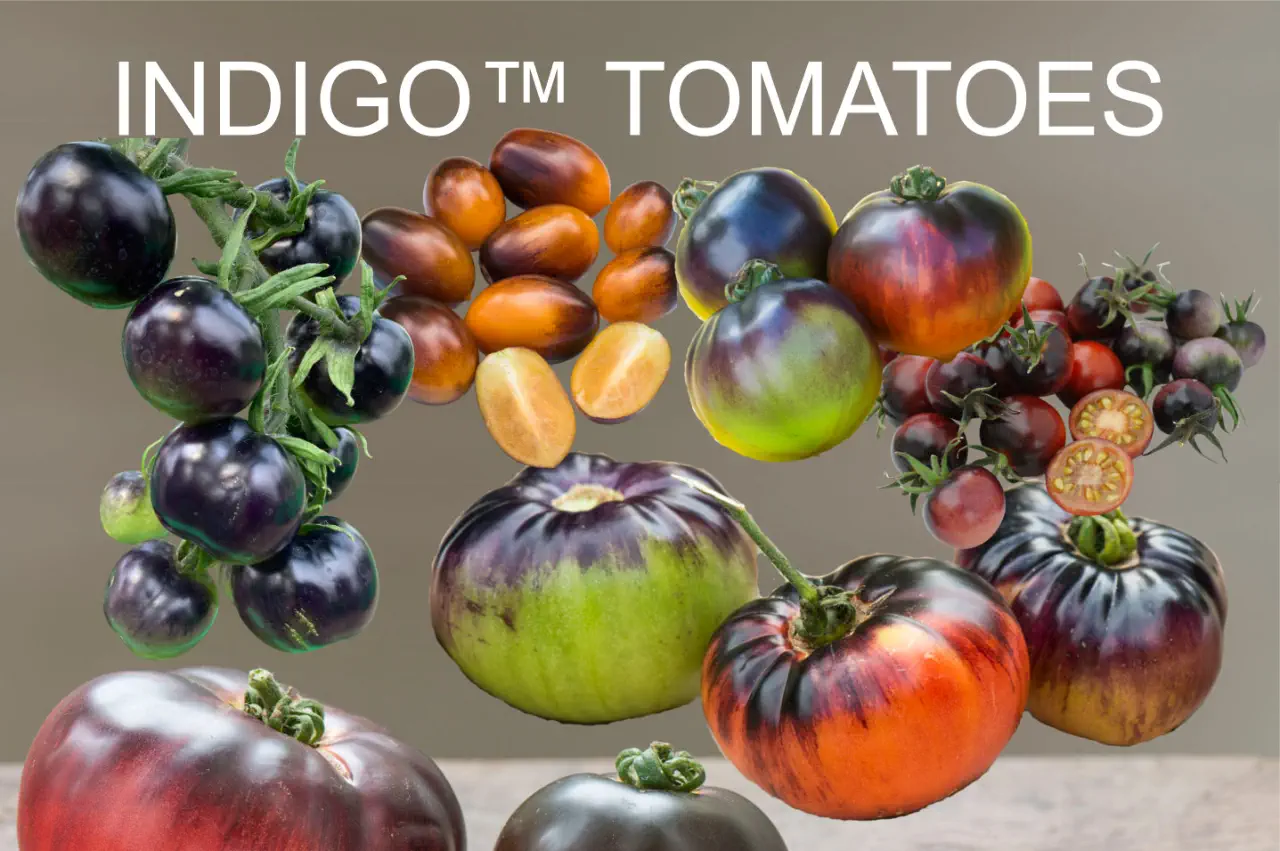 舞台　Indigo Tomato初演DVD新品 Indigo Rose Tomato Seeds – Pepper Joe's